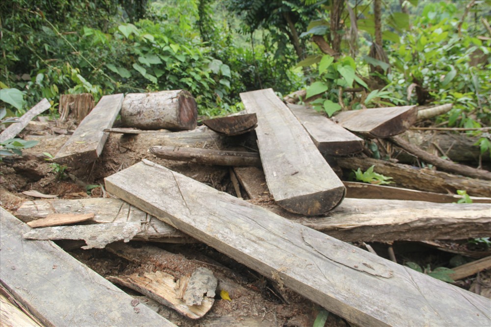 Nhiều phách gỗ bị cưa sẻ tại rừng phòng hộ Sông Kôn (Đông Giang). Ảnh: LV