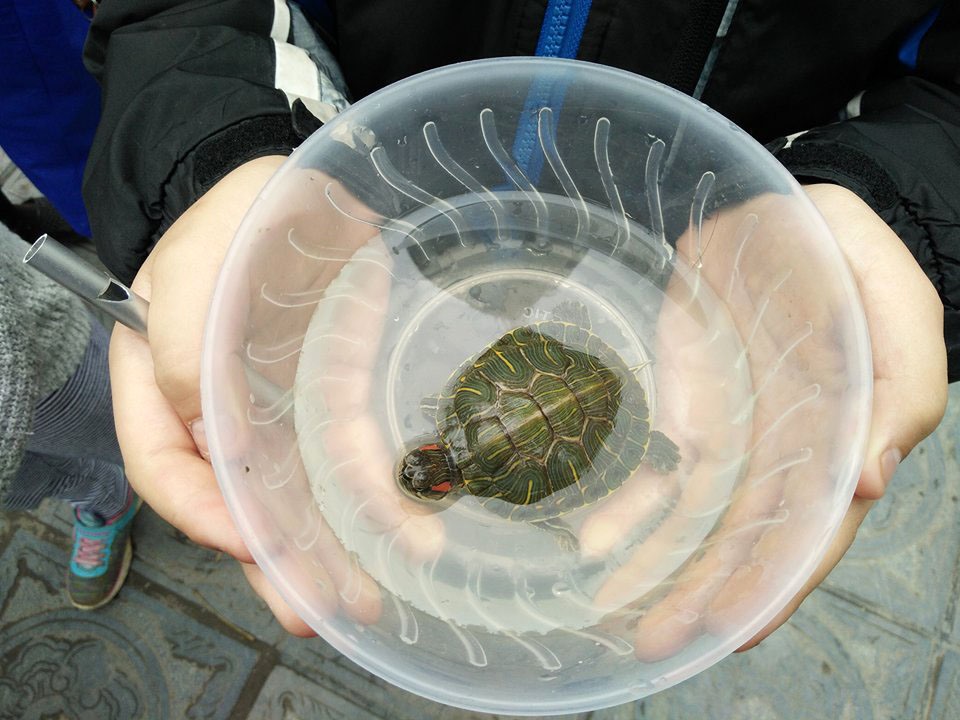 Con rùa này được bán với giá 100.000 đồng để phóng sinh ở chùa Trấn Quốc.