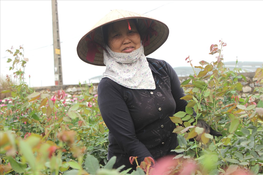 Gia đình có vài sào ruộng trồng hoa hồng thơm,  cô Nguyễn Thủy (56 tuổi, làng hoa Tây Tựu) cho biết:  “Ngày bình thường bán 1.000 đồng/ 2 bông còn dịp 8/3 bán được giá 2.000 đồng/bông. Dịp này, giá hoa ở Tây Tựu chỉ tăng nhẹ do thời tiết nồm ẩm khiến hoa bung nở nhiều, không được giá”.