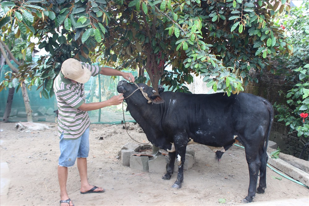 Những con bò bị bệnh được người dân nhốt riêng để khỏi lây bệnh cho những con khác.