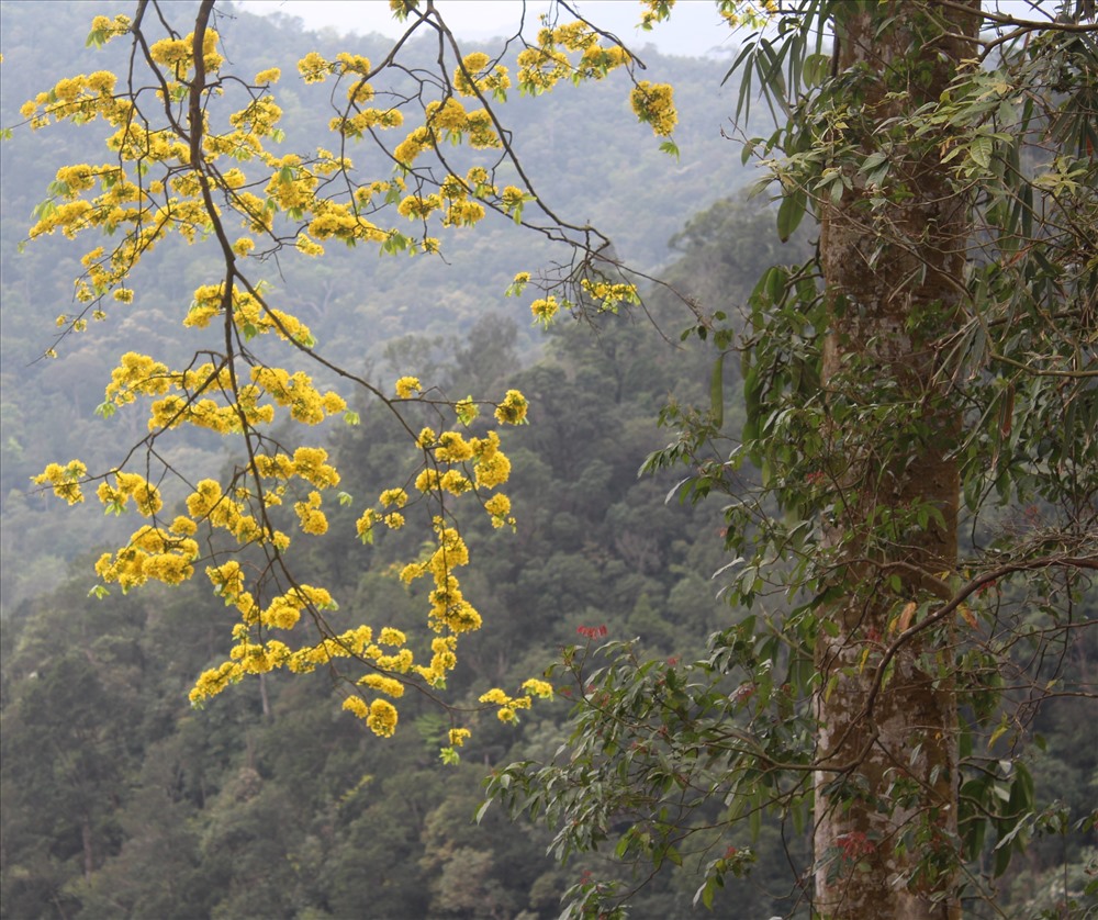 Mai vàng Yên Tử mọc tự nhiên trong rừng thường bắt đầu trổ hoa từ đầu tháng 2 âm lịch và kéo dài trong vòng 1 tháng. Ảnh: Nguyễn Hùng