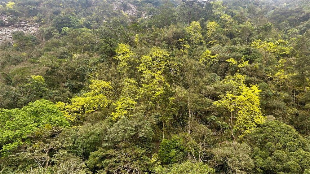 Một cánh rừng mai vàng Yên Tử. Ảnh: Nguyễn Hùng