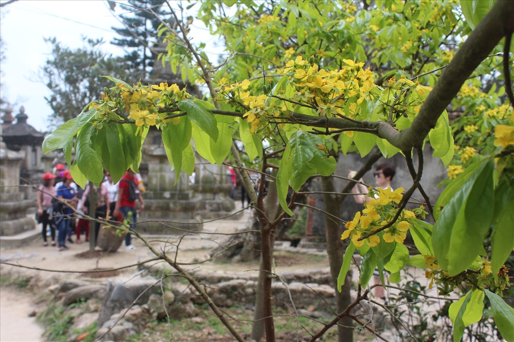 Mai vàng Yên Tử được trồng tại khu vực chùa Hoa Hiên cũng bắt đầu trổ hoa. Ảnh: Nguyễn Hùng