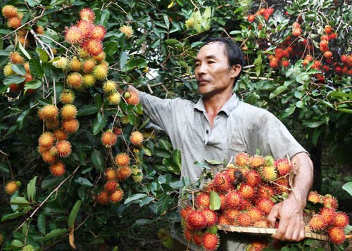 Chôm chôm Việt Nam chính thức xuất sang New Zealand sau quả xoài và thanh long.