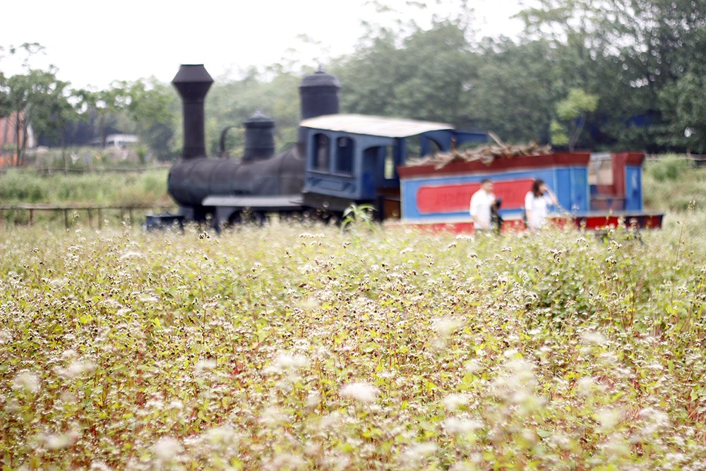 Cánh đồng hoa tam giác mạch ở Long Biên có diện tích gần 7000m2. Hoa được gieo hạt từ tháng một, đến cuối tháng 3, đầu tháng 4 thì bắt đầu nở. 