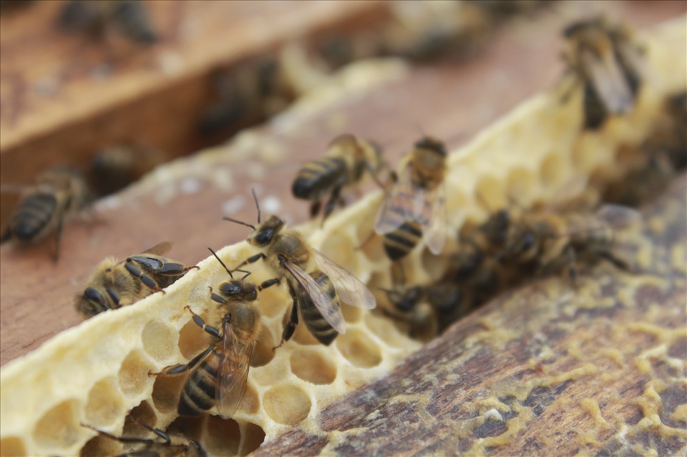 Giống ong Ý để lấy mật