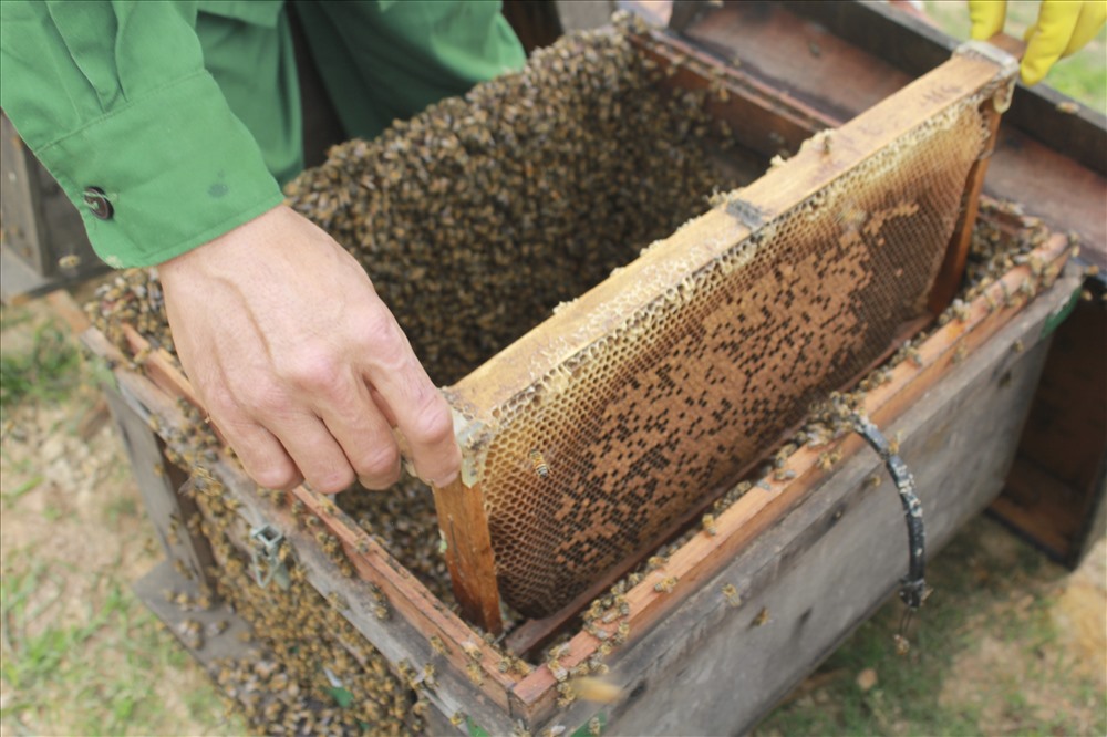 Thời điểm hiện tại, giá bán mỗi lít mật ong giao động từ 80.000 – 100.000đồng/lít