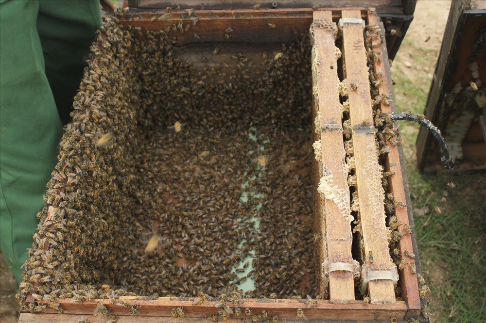 Mỗi thùng ong thường có từ 7 - 10 cầu ong, được đặt ở chỗ có bóng mát. Mỗi lần thu được từ 3-4kg.