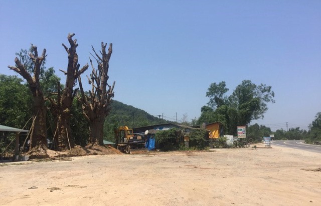 3 cây “quái thú” hình dáng khủng được trồng ở bãi đất ven đường tránh TP Huế địa phận qua phường Phú Bài, Thị xã Hương Thủy.