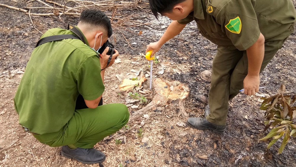 Ngày 19.4, Công an huyện Đồng Phú đã xuống hiện trường lập biên bản vườn cao su bị chặt phá. Ảnh: T.L