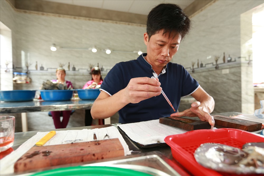 Trở về quê với hai bàn tay trắng, Việt tiếp tục nghiên cứu cấy ngọc ở trai nước ngọt với kỹ thuật ghép mô tế bào với nhân trên 4 dòng trai nước ngọt phổ biến. 