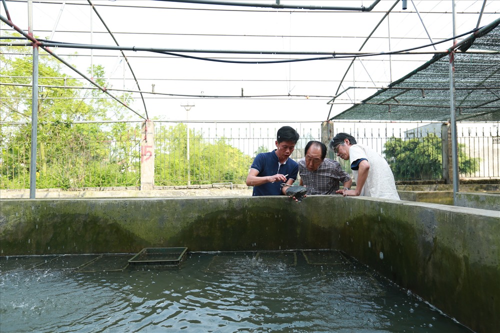 Trai cấy ngọc sẽ được xếp cố định trong thùng từ 25 - 30 con và đặt vào bể dưỡng từ 10 đến 30 ngày tùy nhiệt độ môi trường nước. Anh Đinh Văn Việt đang trao đổi cùng ông Inoue Hiro Haru, một chuyên gia người Nhật Bản về nuôi cấy ngọc trai.