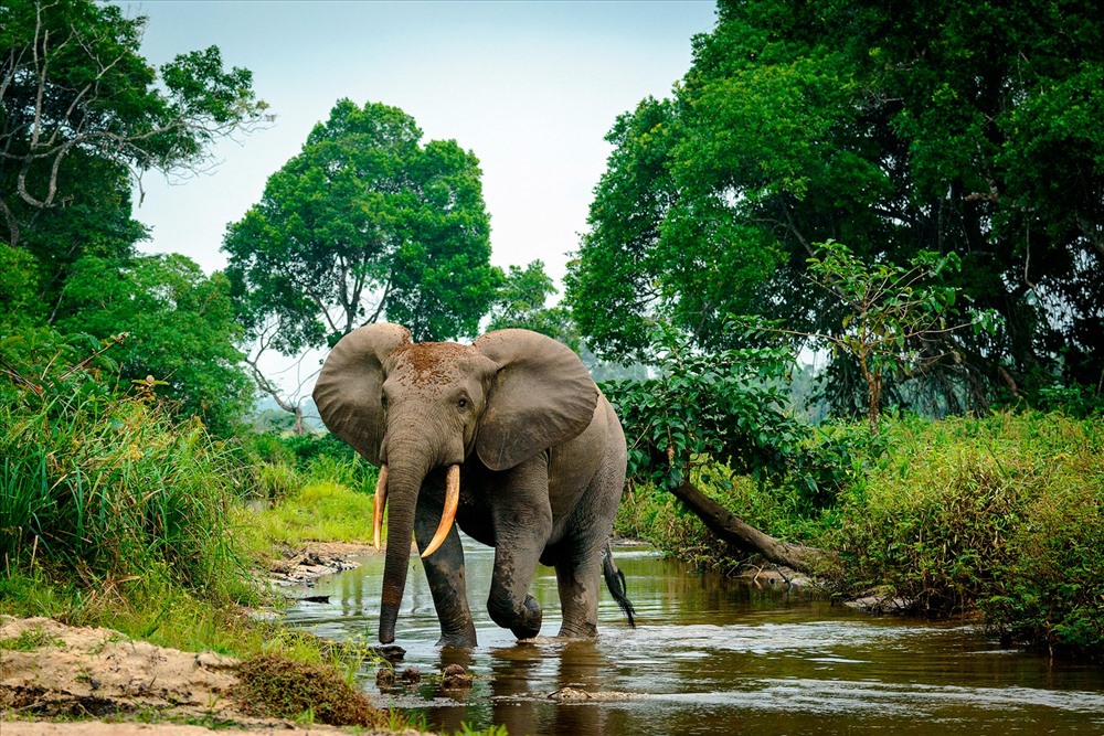 Hiện còn khoảng hơn 1.000 con voi đang sinh sống trong Vườn quốc gia Garamba.