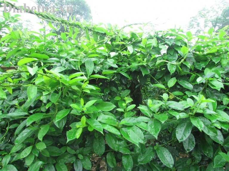 Dây thìa canh tươi trồng ở Hải Hậu- Nam Định