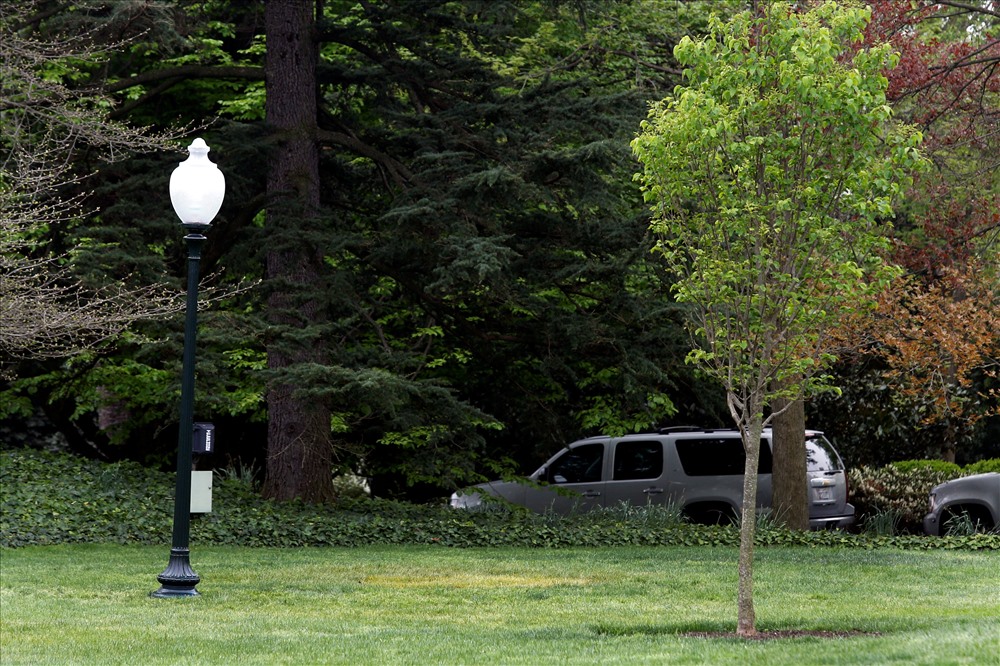 Địa điểm trồng cây sồi ở bãi cỏ phía nam Nhà Trắng hiện chỉ còn một vùng màu vàng nhạt. Ảnh: Reuters.