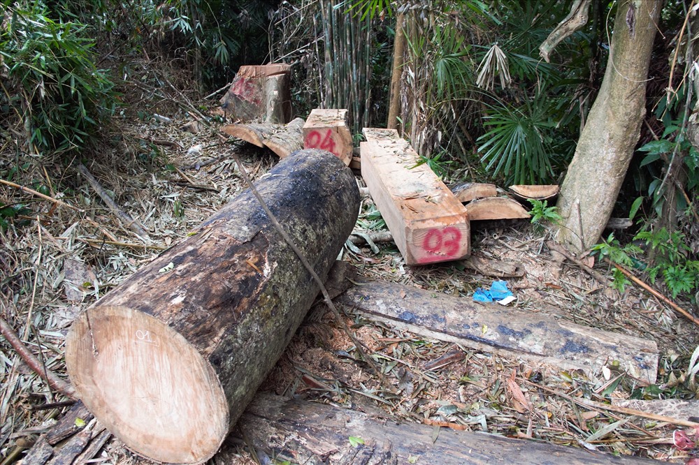 Rừng bị chặt phá dữ dội tại huyện Đông Giang. Ảnh: LP