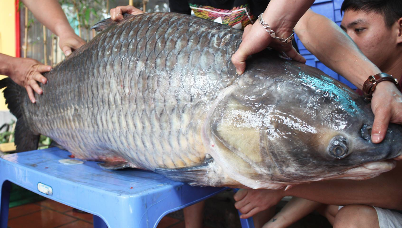 Con cá trắm đen nặng 61kg được một nhà hàng ở Cầu Giấu, HN mua về.