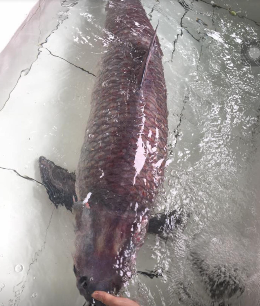 Con cá trắm đen nặng 42kg, do các ngư dân Thác Bà đánh bắt năm 2017.