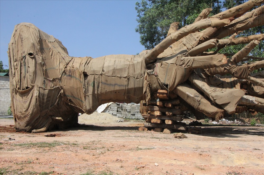 1 cây khủng được xác định có nguồn gốc hợp pháp tại xã Ea Pil (huyện M’Đrắk, tỉnh Đắk Lắk)
