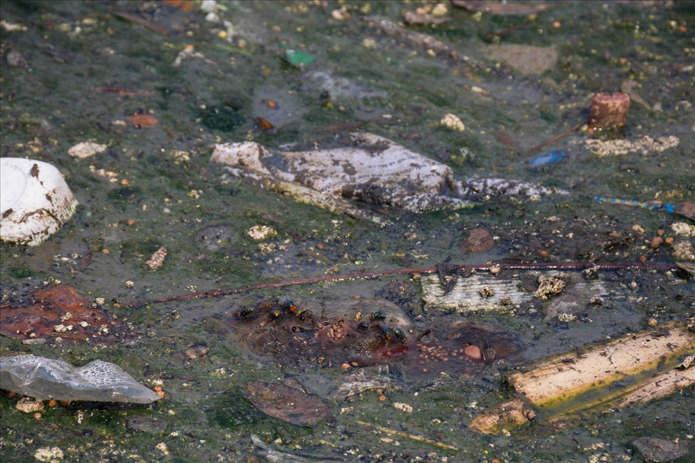 Nhiều người không ngần ngại vứt xác động vật xuống sông. Nhiều điểm xác động vật phân hủy, ruồi bọ đục khoét, bốc mùi hôi thối khiến không khí bị ô nhiễm trầm trọng.