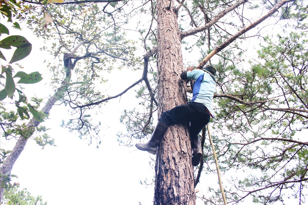 Người dân leo lên cây thông cao hàng chục mét