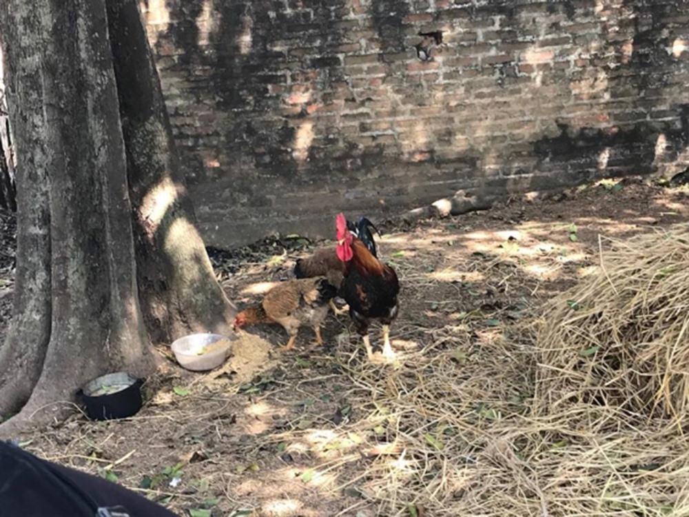 Hai con gà ông Sơn mua về để chuẩn bị làm đám giỗ.