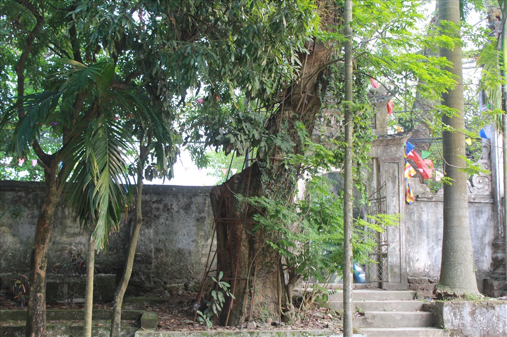 cây gỗ sưa nằm trong khuôn viên chùa xã Phụ Chính, cao hơn 3m và có đường kính gần 1m