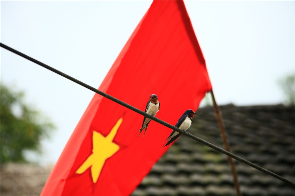 Chim én cư trú dưới mái nhà của người Dao ở Nậm Đăm