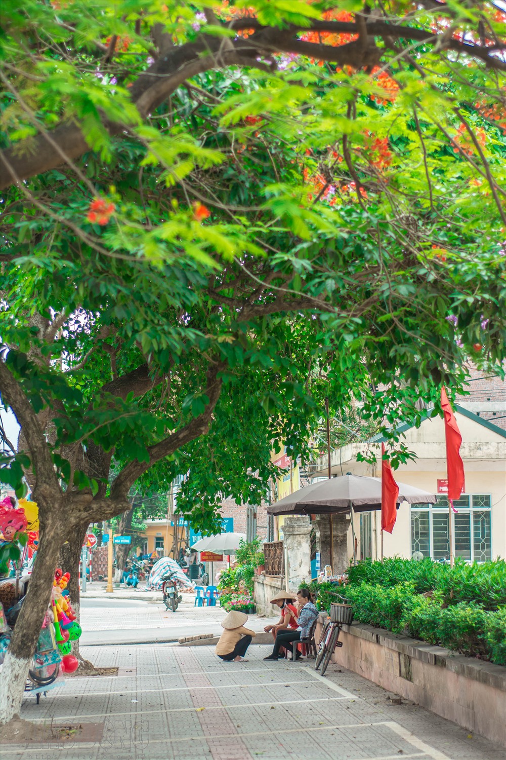 Hoa phượng được trồng khắp các đường phố Hà Nội.