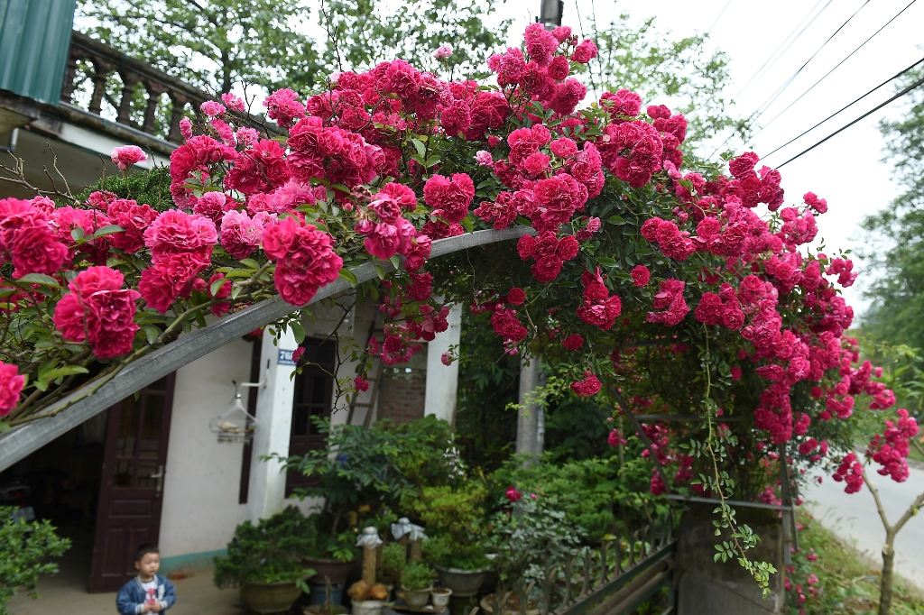 Mê mẩn với những hàng rào hoa hồng siêu lãng mạn ở Sa Pa