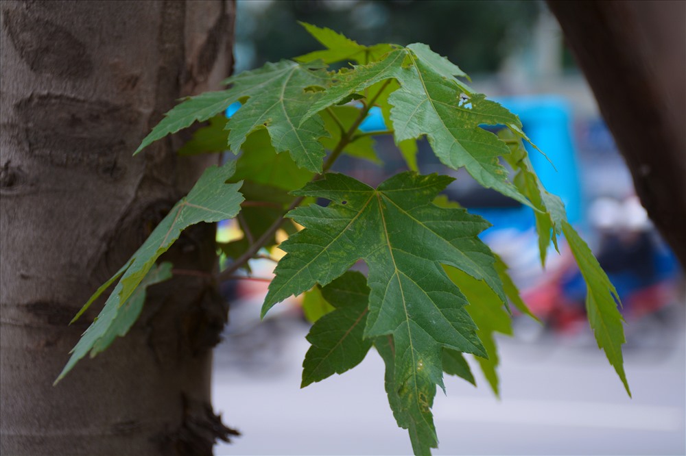 Cây phong lá đỏ là cây ưa khí hậu lạnh. Khi mới bắt đầu đem về trồng tại Việt Nam đã nhận được nhiều quan ngại từ các chuyên gia.