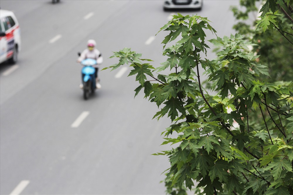 Việc Trong khi cách “làm thử” của Công ty công viên cây xanh Hà Nội là đem 100 cây ra trồng luôn ngoài đường Nguyễn Duy Hưng, chứ chưa từng trồng thử ở công viên, vườn ươm.