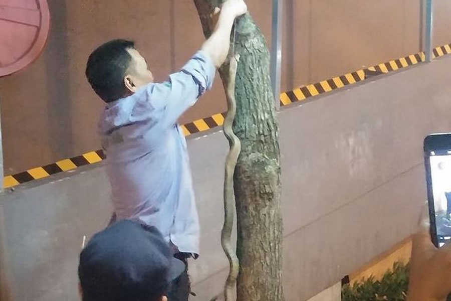 Bảo vệ bắt được rắn hổ mang dài 1 m, nặng gần 1kg tại chung cư Rice City Tây Nam Linh Đàm. 