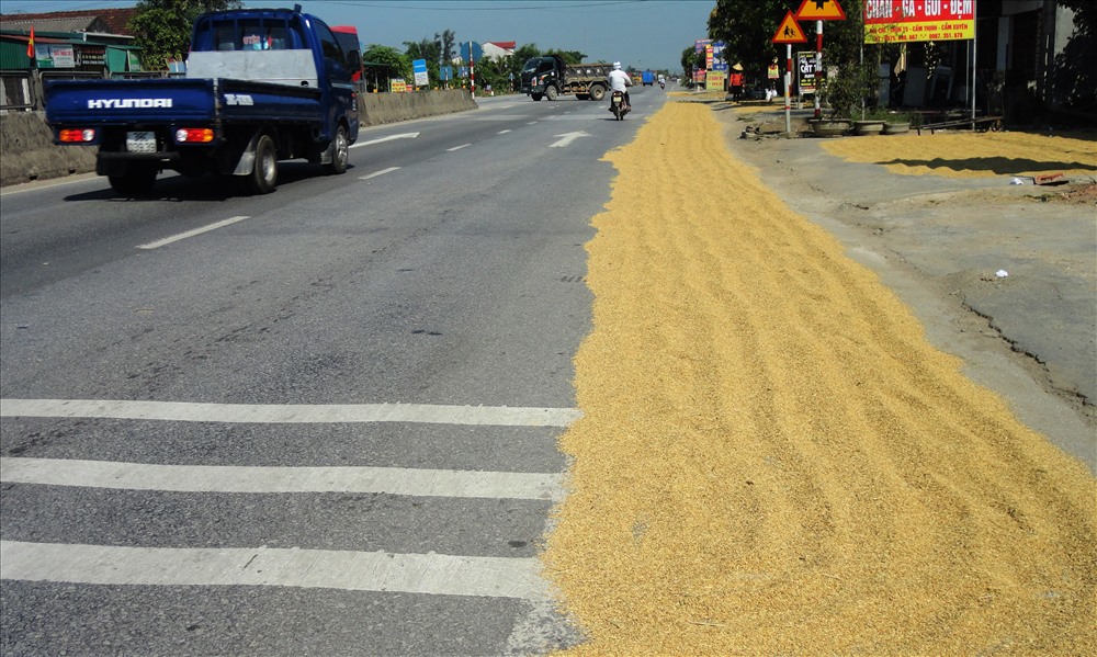 Lòng được quốc lộ bị chiếm dụng để phơi lúa (ảnh: P.V)