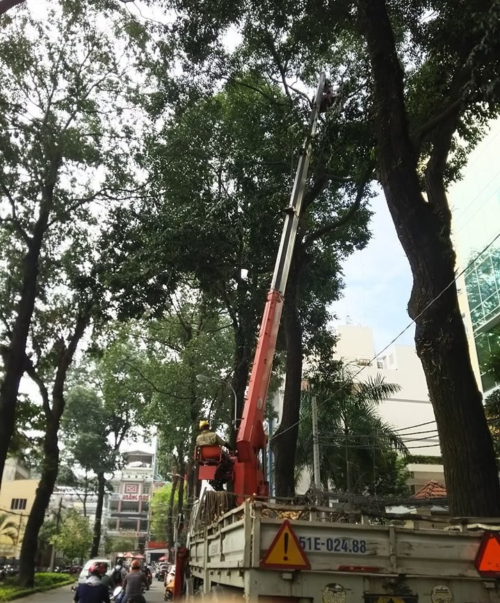 Công nhân lấy nhánh cây khô trên đường Trần Quốc Thảo (Q.3, TPHCM).  Ảnh: M.Q