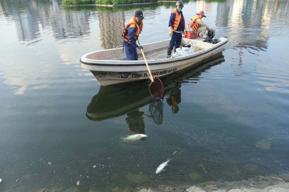 Công nhân môi trường dùng lướithu gom cá mang đi tiêu hủy