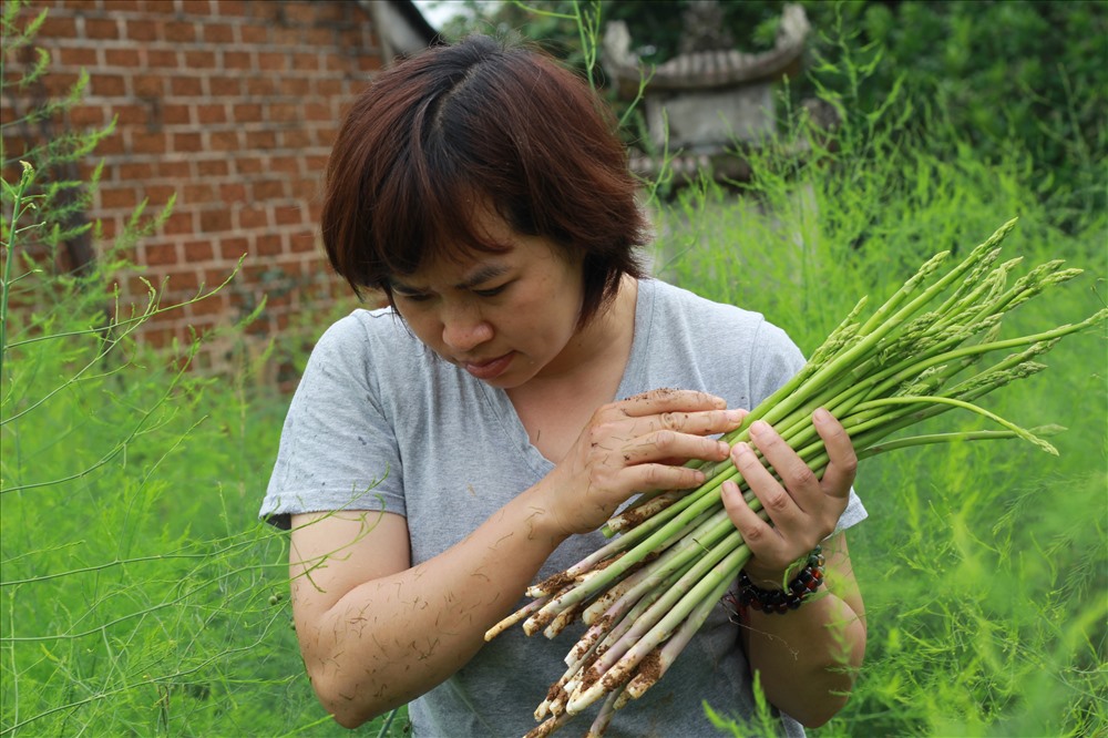 Ứng dụng công nghệ cao trồng măng tây xanh  Viện Khoa học Nông nghiệp Việt  Nam