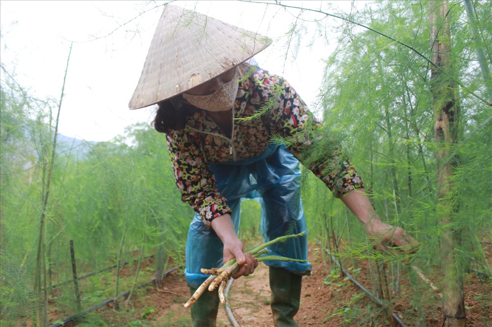 Măng tây là giống cây phát triển nhanh, cần dinh dưỡng thường xuyên, chỉ qua một đêm có thể dài lên đến 15cm vì vậy chị Hạnh đã thuê thêm bốn nhân công để chăm sóc và thu hoạch măng tây hàng ngày.