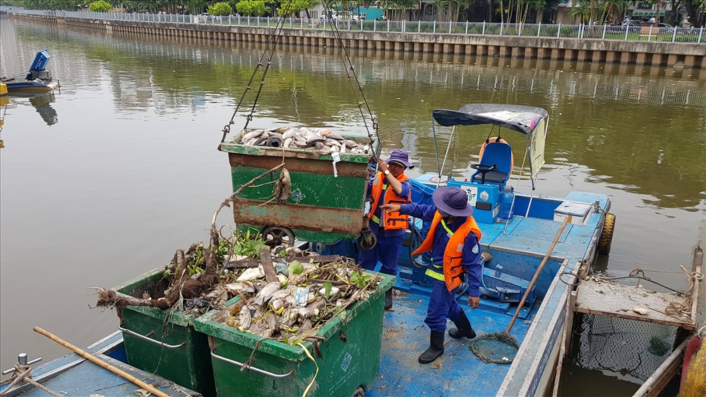 Lực lượng nhân viên môi trường vớt cá cùng rác thải đưa về thống kê xử lý.