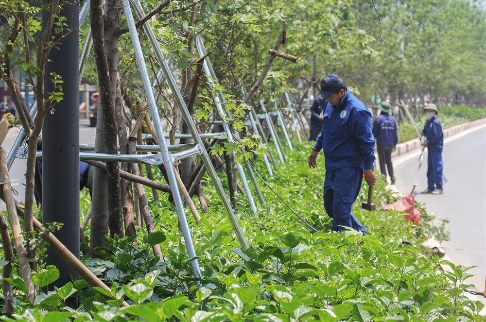 Dù chưa đến mùa mưa, nhưng các hàng cây xanh trên nhiều tuyến phố nội thành Hà Nội đã được thay thế trụ đỡ, nhằm đảm bảo an toàn.