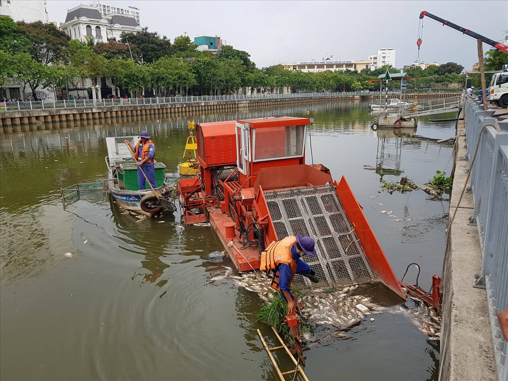 Công nhân vớt cá chết trên kênh Nhiêu Lộc - Thị Nghè sau cơn mưa ngày 3.5