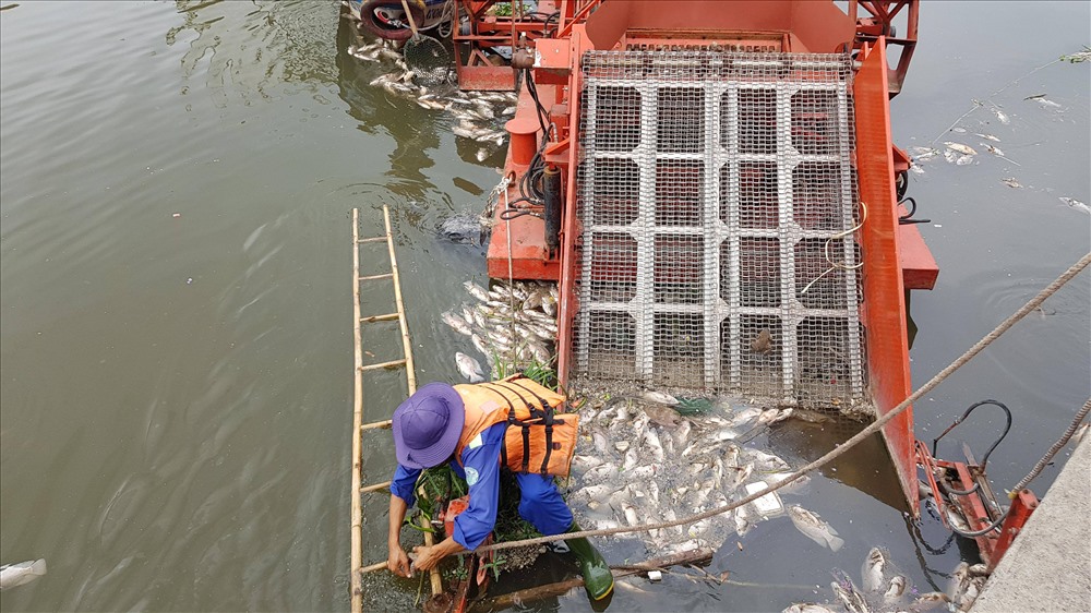 Nhiều năm qua, cứ mưa đầu mùa là cá dưới kênh Nhiêu Lộc - Thị Nghè chết hàng loạt.