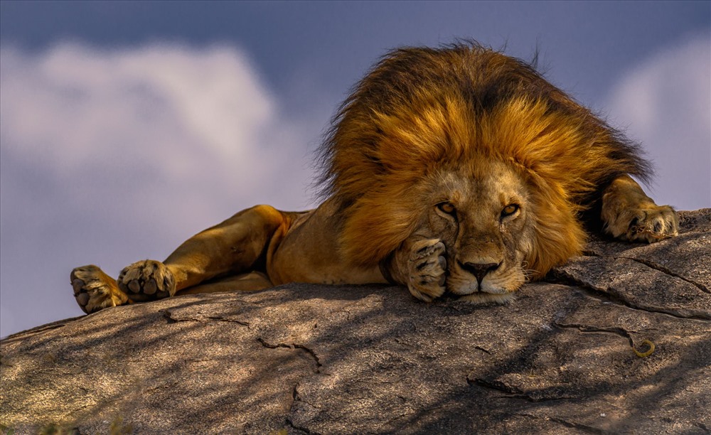 Khoảnh khắc “mặt đối mặt” với chú sư tử đực tại vườn quốc gia Serengeti, Tanzania. Vườn quốc gia Serengeti là nơi có số lượng sư tử sinh sống lớn nhất thế giới. Ảnh: Tim Bryan/National Geographic