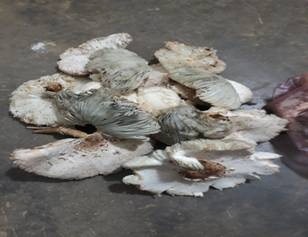 Loại nấm độc mà gia đình bà Ly ăn và bị ngộ độc  do cán bộ TTYT  thuận Châu lấy mẫu từ thực phẩm còn sót lại (Ành: TTYT)
