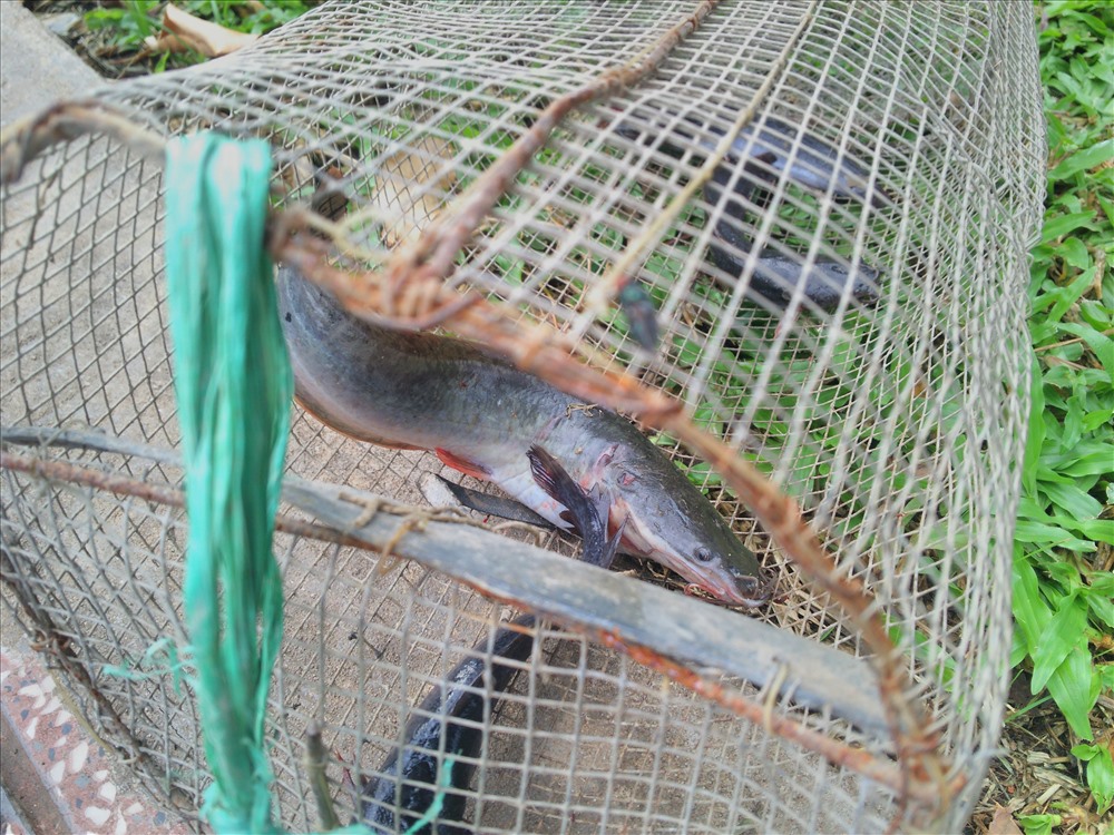 Những con cá trẻ chỉ bằng 2 - 3 ngón tay được câu lên từ kênh Nhiêu Lộc - Thị Nghè.