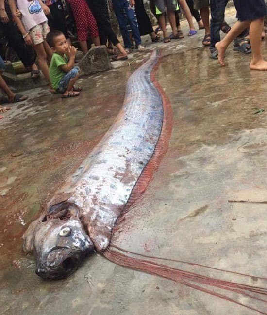 Thời gian vừa qua, cá hố rồng liên tiếp dạt vào bờ biển ở một số tỉnh như Nghệ An, Quảng Bình, Hà Tĩnh. Ảnh: Đ.Chung