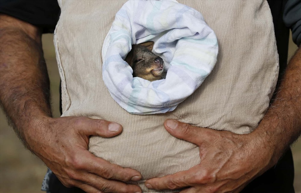 Em bé Kangaroo được tình nguyện viên chăm sóc tại Tasmania, Úc. Ảnh: Barbara Walton/EPA