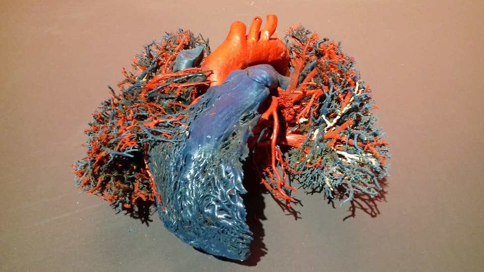 Mạch máu của phổi và tim