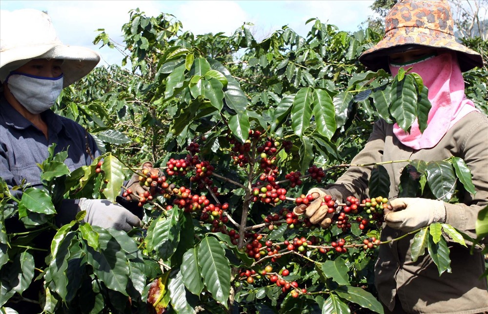Cây cà phê trĩu quả trên đất đỏ ba-zan dưới chân những đỉnh núi trên dãy Trường Sơn. Ảnh: Hưng Thơ.