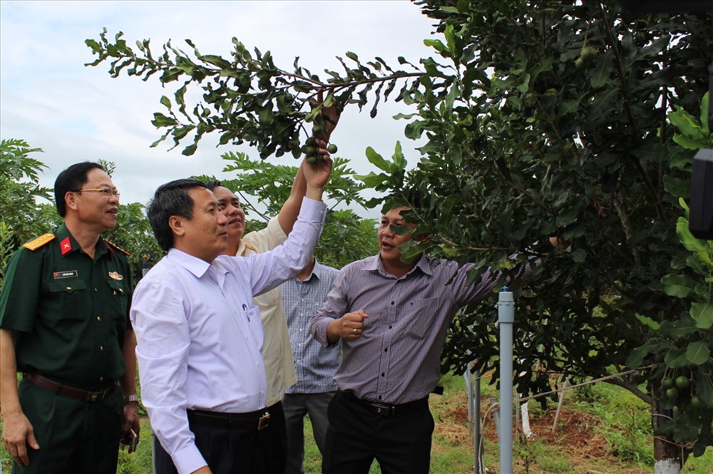 Ông Hà Sỹ Đồng - Phó Chủ tịch UBND tỉnh Quảng Trị (thứ 2 từ trái sang) cùng ông Võ Văn Hưng thăm mô hình trồng cây mắc-ca tại huyện Hướng Hóa. Ảnh: Tiến Nhất.
